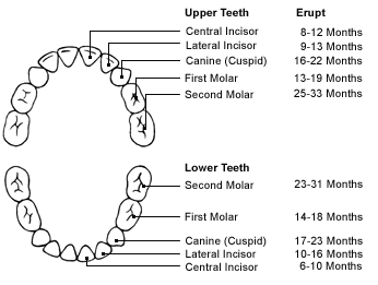 Eruption Timeline for Baby Teeth